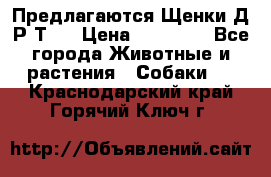 Предлагаются Щенки Д.Р.Т.  › Цена ­ 15 000 - Все города Животные и растения » Собаки   . Краснодарский край,Горячий Ключ г.